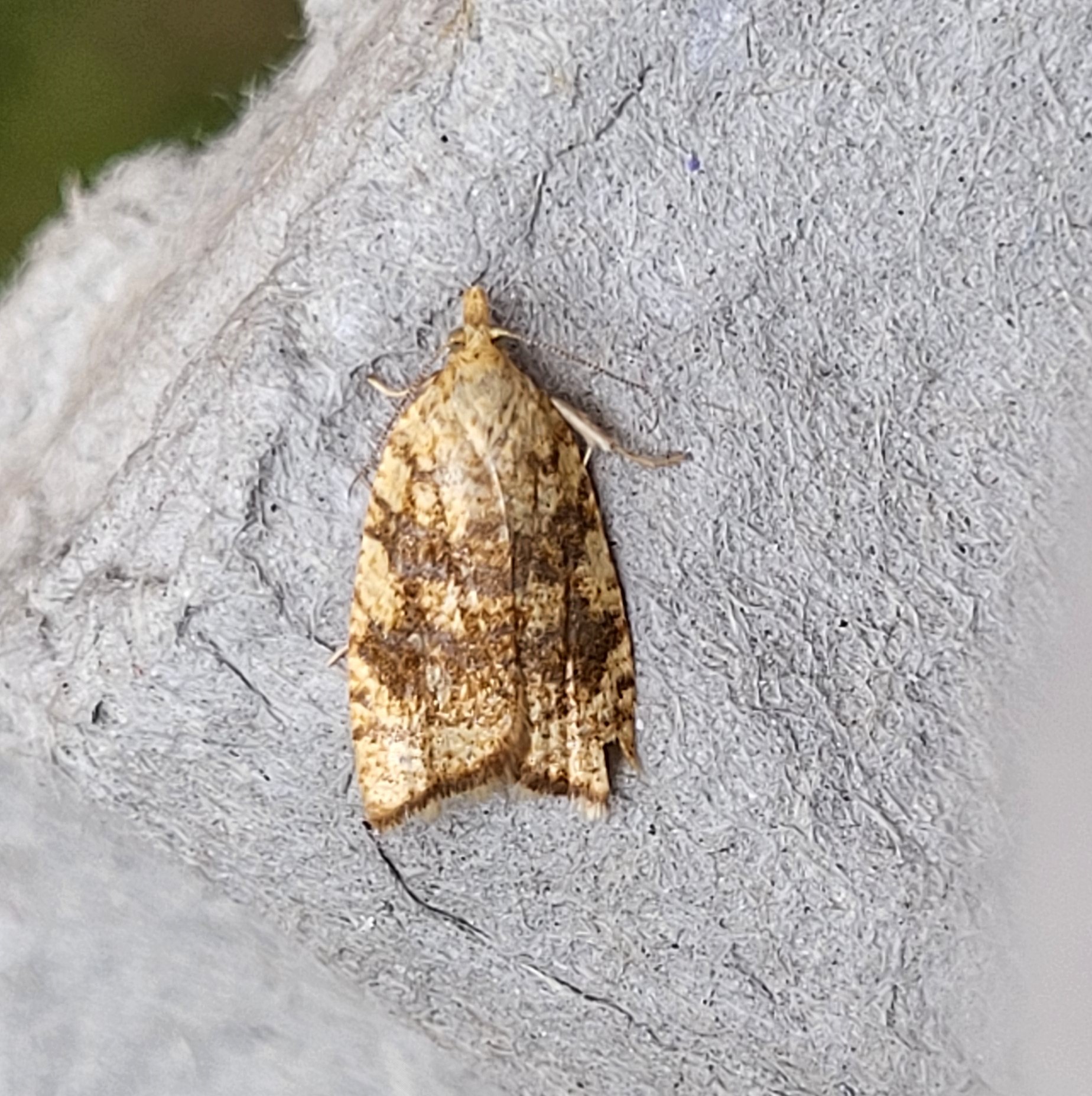 Photo of Yellow Oak Button (Aleimma loeflingiana)